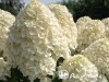 Hortenzija šluotelinė ,Living Summer Snow' (lot. Hydrangea paniculata)